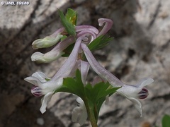 Corydalis triternata