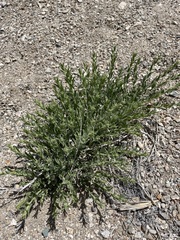Brickellia oblongifolia