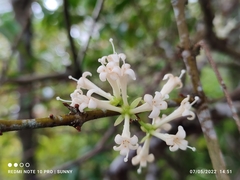 Phaleria macrocarpa