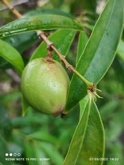 Phaleria macrocarpa