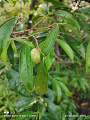 Phaleria macrocarpa
