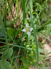 Potentilla montana