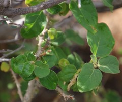 Solanum capense