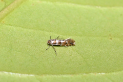 Phyllonorycter nicellii