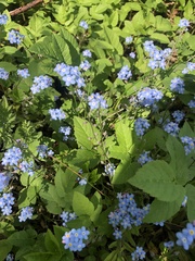 Myosotis sylvatica
