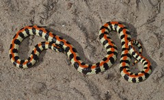 Spotted Harlequin Snake photo 4