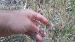 Silene bridgesii