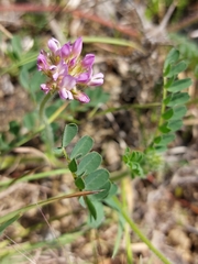 Astragalus echinatus