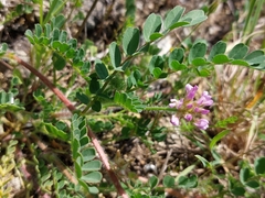 Astragalus echinatus