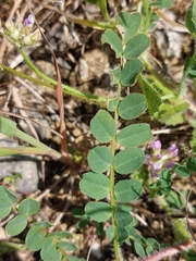 Astragalus echinatus