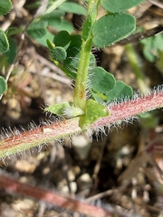 Astragalus echinatus