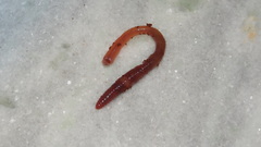 Pontoscolex corethrurus