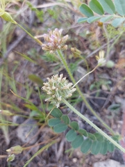 Astragalus echinatus