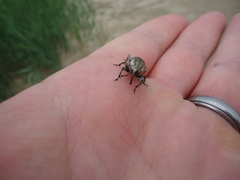 Sphenophorus aequalis