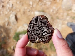 Hexagonia nitida