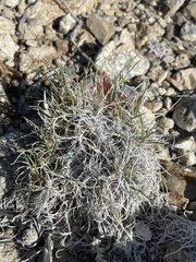 Blepharidachne kingii