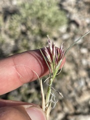 Blepharidachne kingii