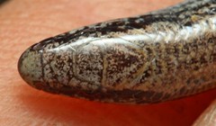 Scelotes gronovii