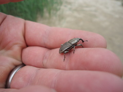 Sphenophorus aequalis