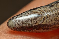 Scelotes gronovii