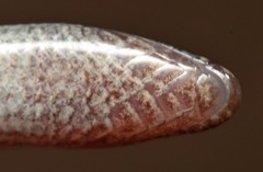 Scelotes gronovii