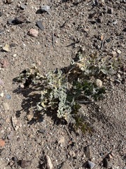 Cymopterus globosus