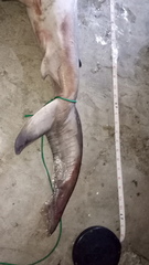 Carcharhinus