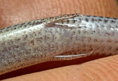 Scelotes gronovii