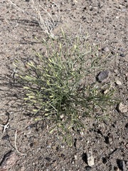 Chaetadelpha wheeleri