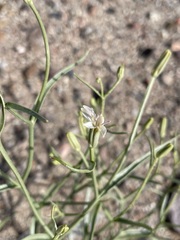 Chaetadelpha wheeleri
