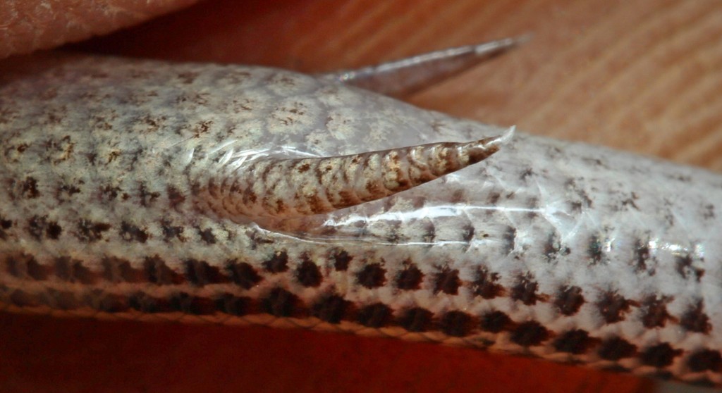 Gronovi's Dwarf Burrowing Skink