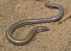 Scelotes gronovii