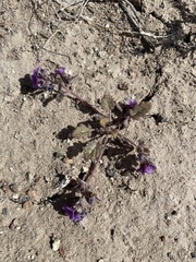 Phacelia gymnoclada