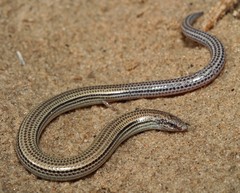 Scelotes gronovii
