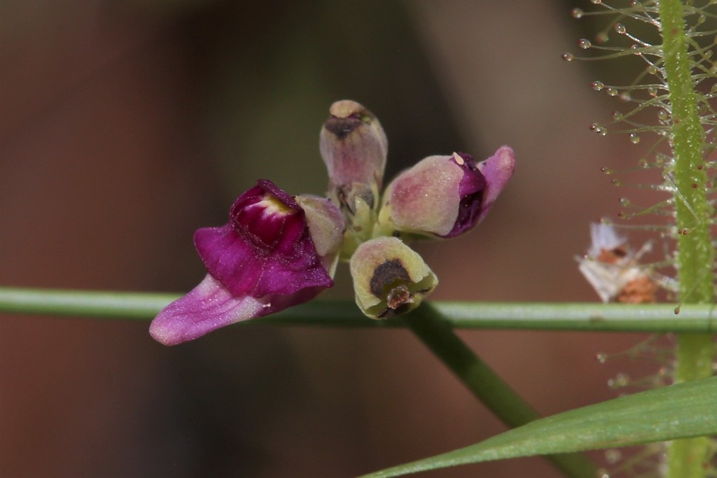 Utricularia caerulea L.