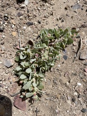 Atriplex argentea hillmanii