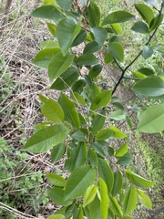 Prunus