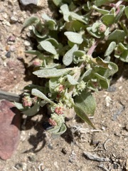 Atriplex argentea hillmanii