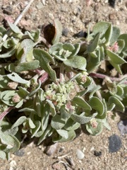 Atriplex argentea hillmanii