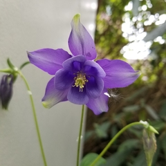 Aquilegia vulgaris