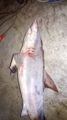 Carcharhinus