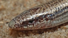 Scelotes gronovii