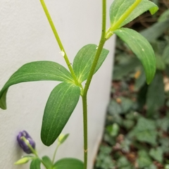 Aquilegia vulgaris