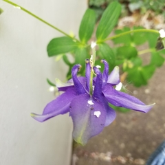 Aquilegia vulgaris