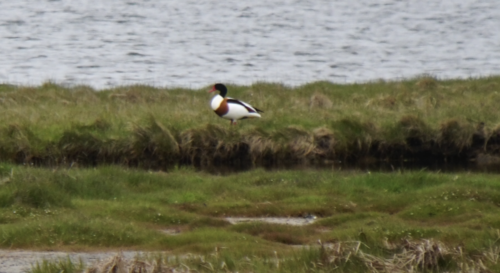 Utva (Tadorna tadorna)