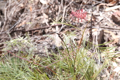 Grevillea dryandri