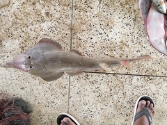 Glaucostegus younholeei