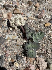 Cymopterus globosus