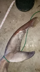Carcharhinus
