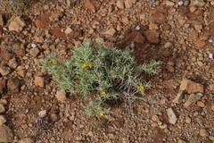 Oedera humilis